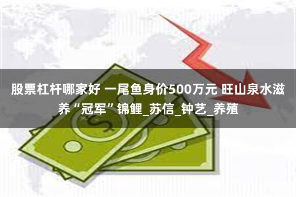 股票杠杆哪家好 一尾鱼身价500万元 旺山泉水滋养“冠军”锦鲤_苏信_钟艺_养殖